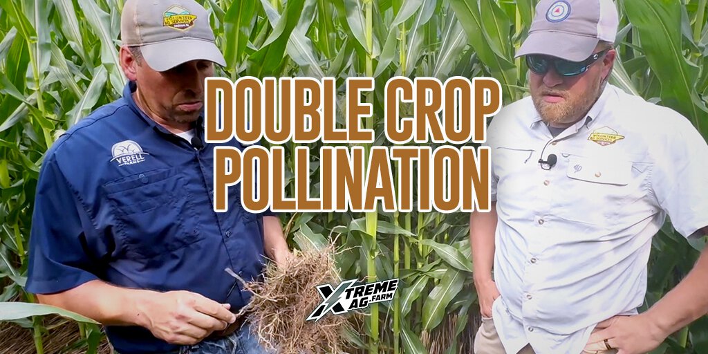 Strategies for Maximizing Yield with Double Crop Corn